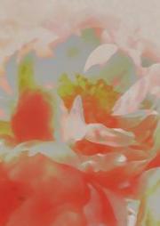 風月無邊（1V1 H）